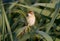 A lone great reed warbler