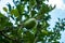A lone green apple dangles from a branch in the hillside organic farms of Uttarakhand, India, embodying the fresh, healthy,