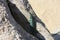 A lone green lizard on a dry trunk of a tree in the middle of the arid desert