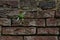 A lone green sprout on a brick wall