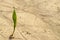 A lone green sprout broke from the grain on the parched soil.