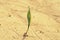 A lone green sprout broke from the grain on the parched soil.