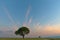 Lone green tree with streaky clouds