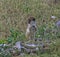 Lone green vervet monkey on caribbean island of st. kitts