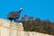 A lone grey guinea fowl walking around and calling the rest of his flock at a small farm in Malta.