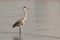 Lone Grey heron in a lagoon