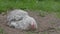 A lone grey pekin bantam pet chicken covers herself in dry dirt