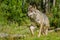 Lone Grey wolf (Canis lupus)
