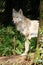 Lone grey wolf standing by tree