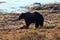 Lone Grizzly bear guarding elk calf kill next to Yellowstone River in the Yellowstone Naitonal Park in Wyoming US