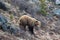 Lone Grizzly Bear [ursus arctos horribilis] descending the mountain above the Savage River in Denali National Park in Alaska USA