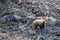 Lone Grizzly Bear [ursus arctos horribilis] in the mountain above the Savage River in Denali National Park in Alaska USA