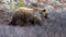 Lone Grizzly Bear [ursus arctos horribilis] walking down the mountain in Denali National Park in Alaska USA