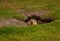 Lone Ground Squirrel In A Banff Park