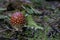 Lone growing toadstool