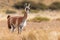 lone guanaco standing alert in a field of tall grass