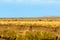 Lone guanaco in steppe