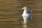 Lone gull in the calm lake water