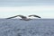 Lone gull flies on the horizon above the sea