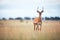 lone hartebeest standing alert in open field