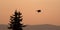 Lone Hawk flying at sunrise on Sykes Ridge in the Pryor Mountains in Wyoming