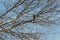 A lone hawk stands lookout in a tree