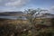Lone hawthorn tree in Ireland near Lough Feeagh County Mayo in Ireland.