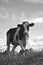 Lone Holstein cow in pasture(black and white)