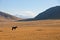 Lone horse on a background of mountains and pastures