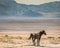 Lone Horse on Desert Plateau