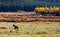 Lone Horse Grazes in Colorado Mountain Valley