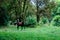 A lone horse grazes on a lawn in a forest. The horse is tied with a rope to a small stick