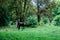 A lone horse grazes on a lawn in a forest. The horse is tied with a rope to a small stick