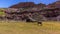 A lone horse grazing in Capital Reef national park