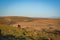 Lone horse on the moors