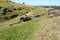 Lone horse rider on Dartmoor England