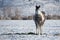 Lone Horse in the Ruby Mountain Valley