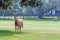 Lone horse in a Southern pasture