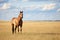 a lone horse standing in an empty pasture