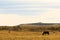 Lone horse in steppe