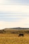 Lone horse in steppe