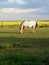 Lone Horse at Twilight