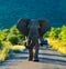 A lone huge and aggressive African elephant  Loxodonta Africana blocking road in a game reserve during safari in South Africa