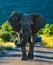 A lone huge and aggressive African elephant  Loxodonta Africana blocking road in a game reserve during safari in South Africa