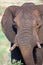 Lone huge elephant bull walking through the bush