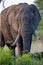 Lone huge elephant bull walking through the bush