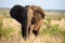 Lone huge elephant bull walking through the bush