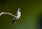 Lone hummingbird perching isolated on a dark green background