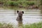 Lone hyena swim in a small pool to cool down on hot day