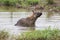 Lone hyena swim in a small pool to cool down on hot day